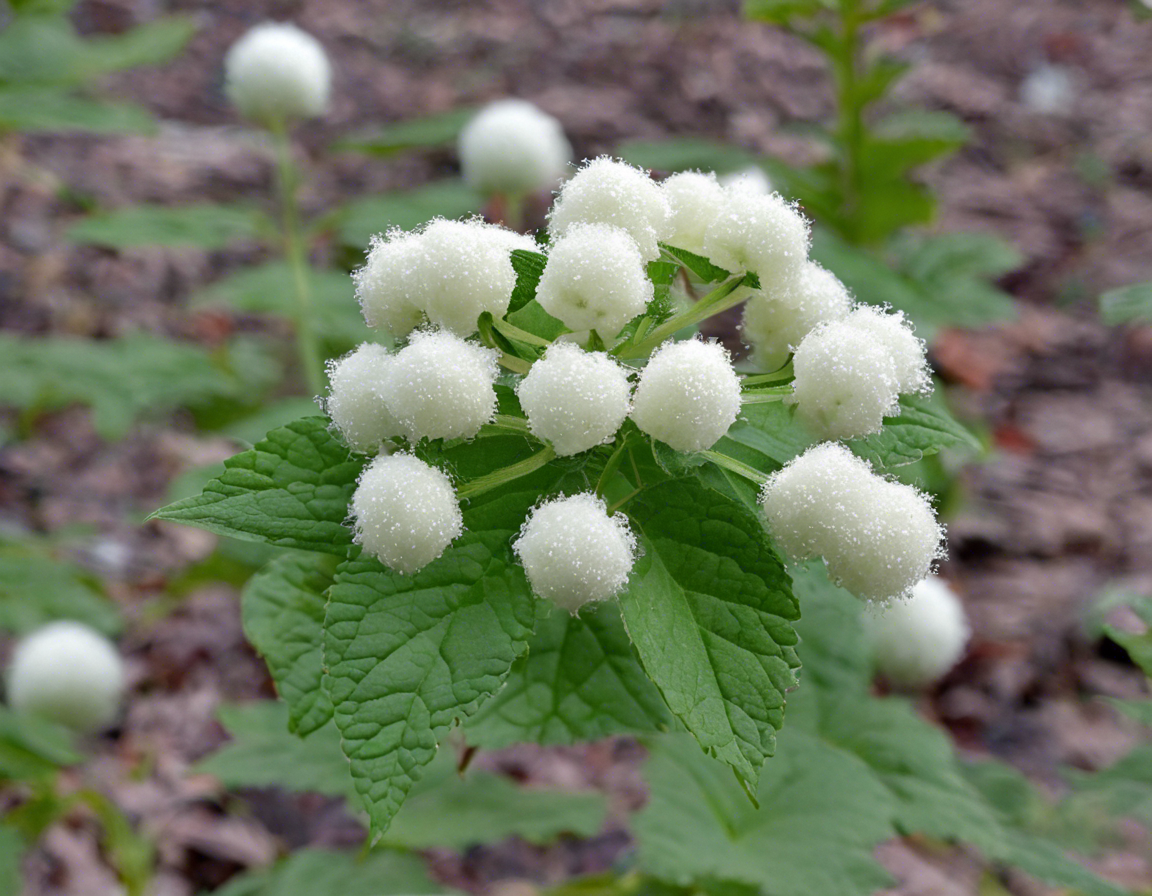 Conquering the Snowball Weed Menace: Tips for Effective Control
